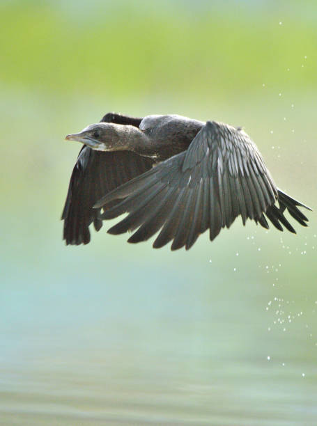 istock Cormorant bird is taking off from the lake. 1322907316