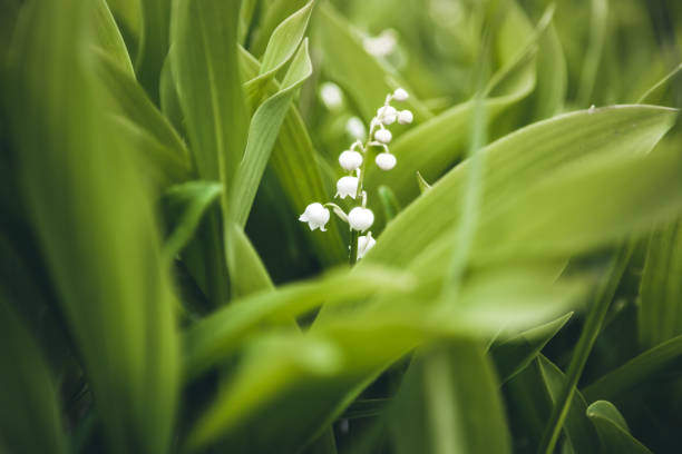 istock flowers lilies of the valley 1322908574