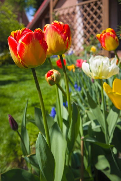 istock Red Yellow tulips in a spring garden 1322910174