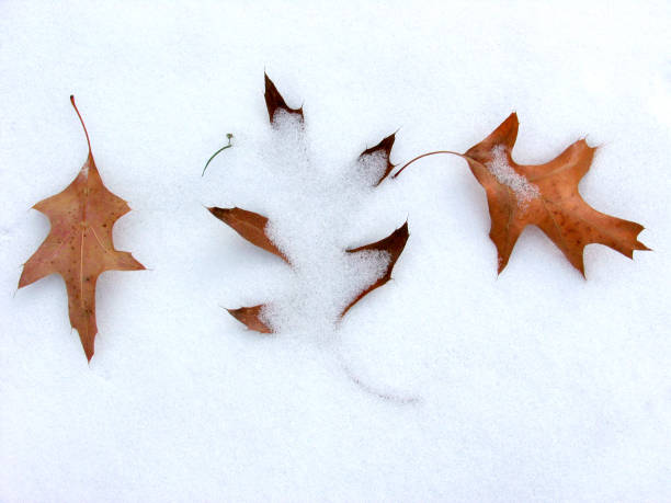 three oak leaves in fresh fallen snow stock photo
