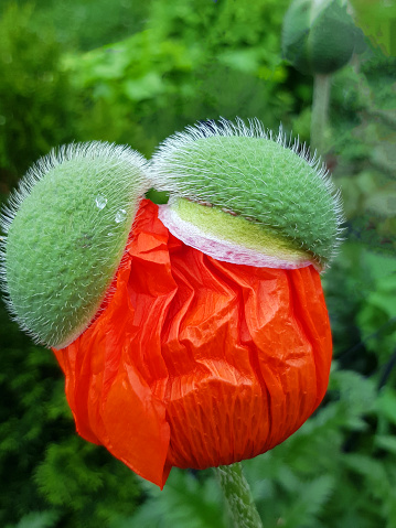Poppy blossom just before opening.