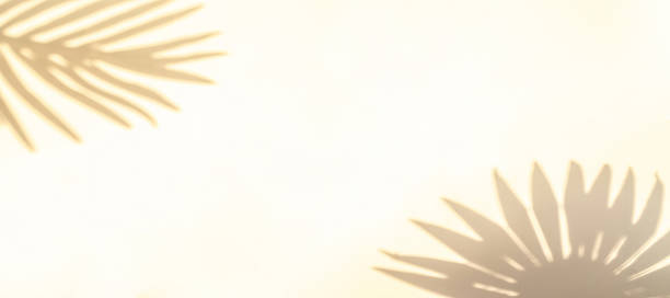 istock Space shadow summer background. Plant leaf shadows on white wall in abstract tropical sunlight texture. Exotic travel conception. Template background for text, wallpaper. 1322914074