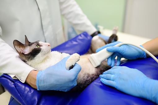 Cat having ultrasound scan during the examination in veterinary clinic. Pet health. Care animal. Pet checkup, tests and vaccination.