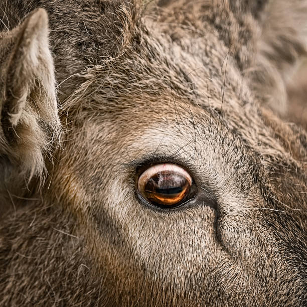 istock Eye of a deer 1322914179
