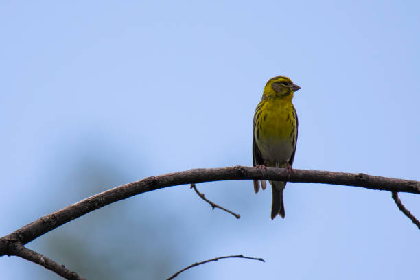 istock siskin  bird sitting on the branch 1322914355