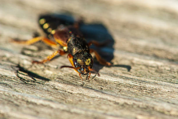 primer plano escarabajo rove brillante en la madera - asnillo fotografías e imágenes de stock