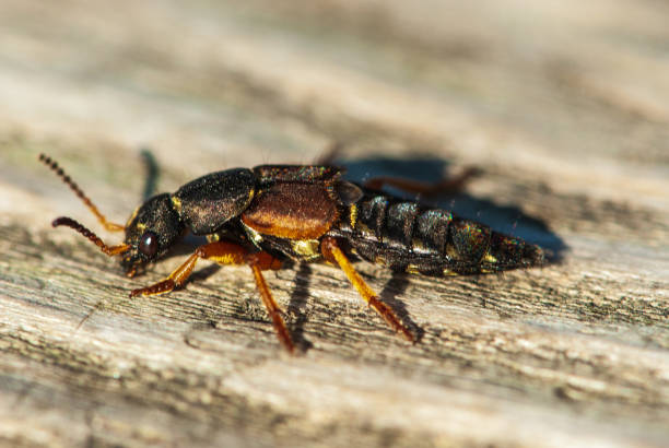 istock Close-up shiny rove beetle on wood 1322917011