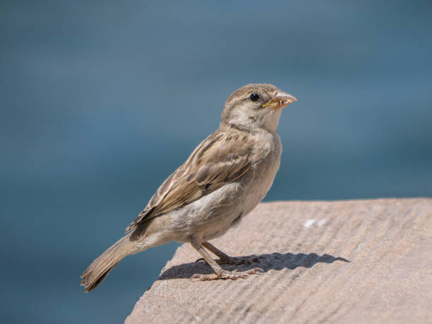 istock House Sparrow against a blue background 1322917488