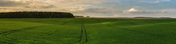 wide panoramic view of hilly green grass field with tramline under cloudy sky by sunset light. beautiful scenic spring or summer agricultural landscape