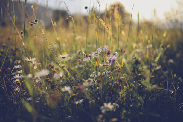 Summer meadow landscape. Green grass, sunshine Summer meadow landscape. Green grass, sunshine. Wildflowers valley, blurred background cottagecore stock pictures, royalty-free photos & images