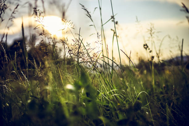 istock Summer meadow landscape. Green grass, sunshine 1322918744