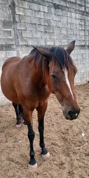 istock horse, high resolution stock images 1322918778