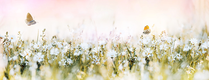Wild small white flowers in the meadow and flying butterflies. Summer delicate soft wallpaper panoramic background.