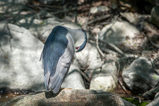 A gray bihoreau grooms along a river.