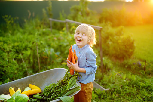Little boy helps family to harvest of organic homegrown vegetables at backyard of farm. Child put on fresh carrot in whelbarrow and having fun. Healthy vegetarian food. Small business. Harvesting.