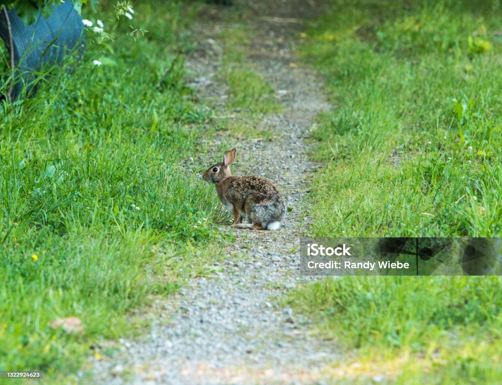 Whitetail Rabbit White Tail Rabbit Hanging Out On A Path Stock Photo - Download Image ...
