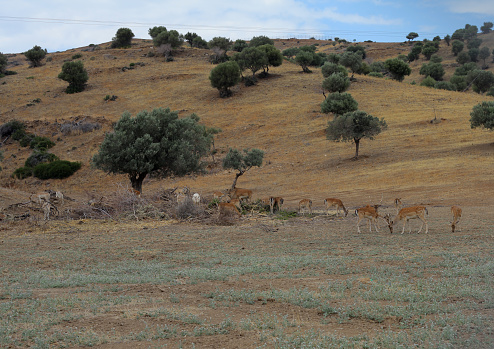 Deers on hill, Peloponnese, Greece