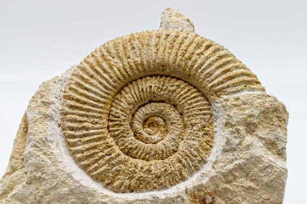 istock Fossil of Ammonite isolated on white background. Close-up 1322925662