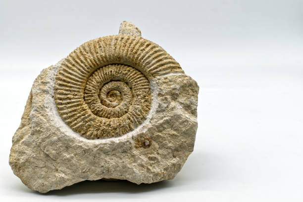 fossile di ammonite isolato su sfondo bianco con spazio di copia - mollusco foto e immagini stock