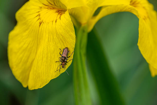 istock Zircon reed beetle, donacia aquatica 1322925744