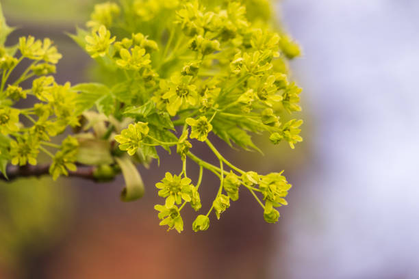 Blooming Norway Maple, Acer platanoides, in beautiful light. Spring season background, spring colors