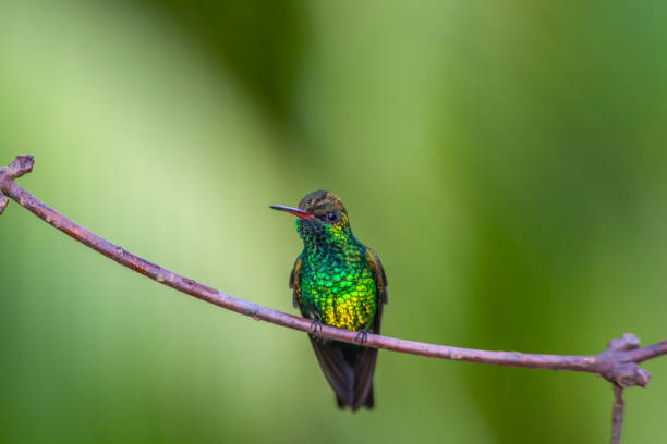 istock blue-chinned sapphire ,Chlorestes notata,hummingbird 1322927663