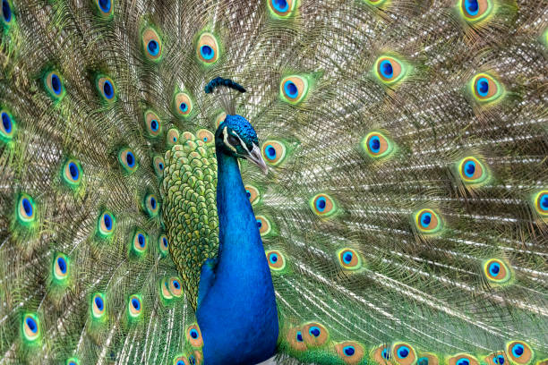 istock Male Peacock with Feathers 1322928551