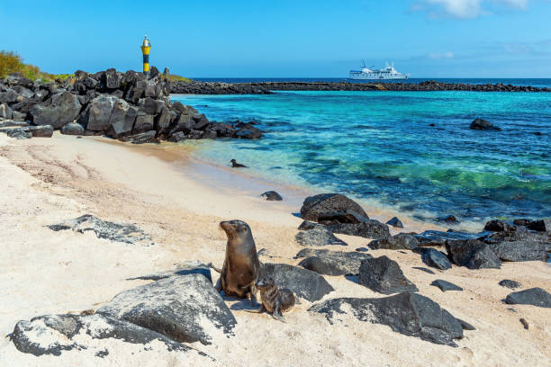 Galapagos Sea Lion, Espanola Island, Ecuador Galapagos Sea Lion (Zalophus wollebaeki) mother with two puppies on Espanola island beach with lighthouse and cruise ship, Galapagos national park, Ecuador. sea lion photos stock pictures, royalty-free photos & images