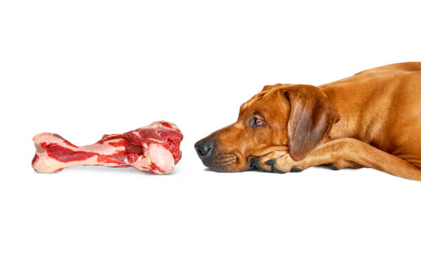 Dog sniffing big raw beef bone for food stock photo