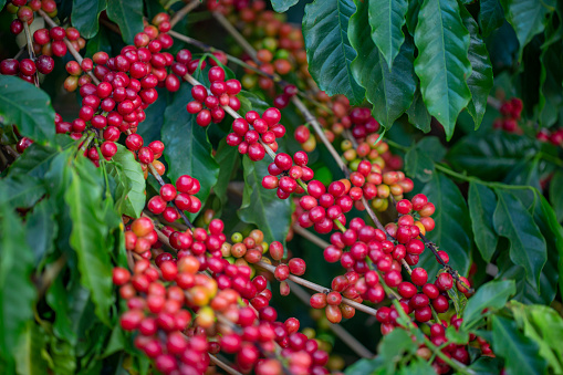 Granos de café en el árbol photo