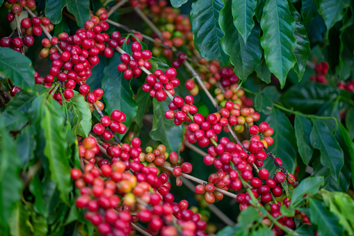 Coffee beans on the tree ready to be harvested