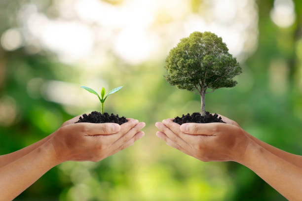 istock Exchange hand holding small tree with hand big tree environmental protection concept 1322939160