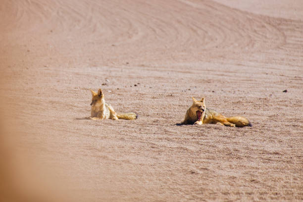 istock Desert Fox, San Pedro Atacama, Chile 1322939835