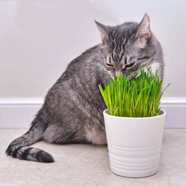 istock Grey cat eats green grass in the home room 1322942189