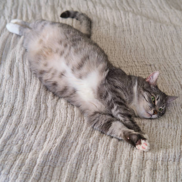 istock Grey cat stretched out on the bed lying on its back, green eyes 1322942192