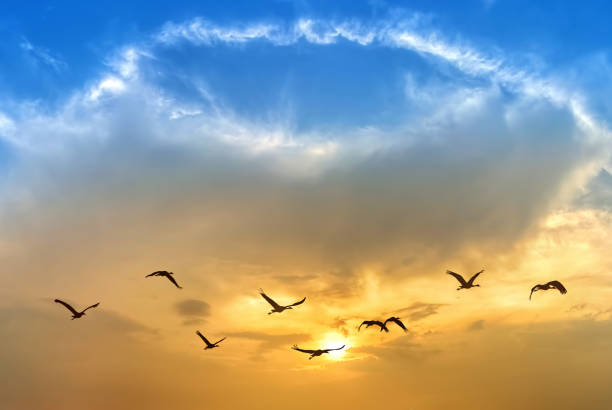 istock Birds flying against evening sunset in the background 1322942398