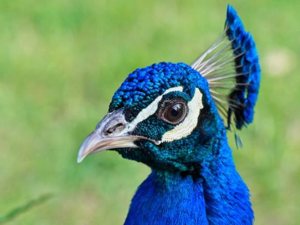 istock male peacock close-up portrait 1322942597