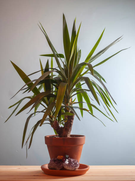 istock Stick Yucca or Spinelsss Yucca 1322943619