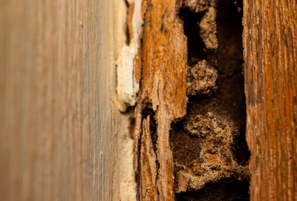 istock Texture of decay wood 1322945196