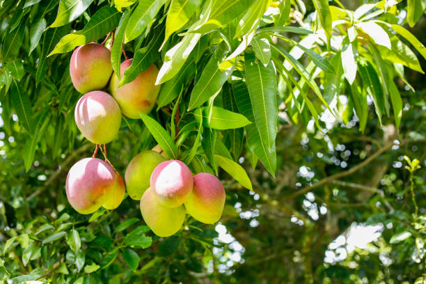 istock bunch of tomy mangoes, tropical fruit, front view 1322946042