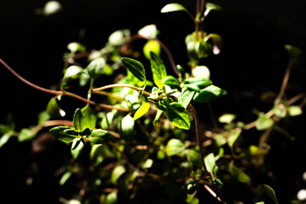 istock Macro Closeup of Thyme Bunch on Plant 1322947522