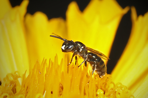 Tiny, adorable, blue-eyed black bee with a white nose (clypeus) sitting inside a yellow flower.