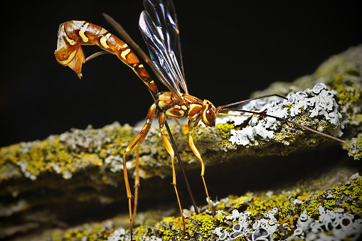 Large yellow and orange wasp with an extensive abdomen and a massive ovipositor, here ovipositing into another wasp larva within my maple tree.