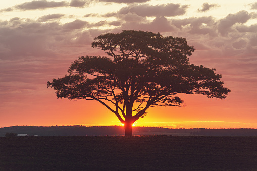 A solitary tree is backlit by the rising Sun.