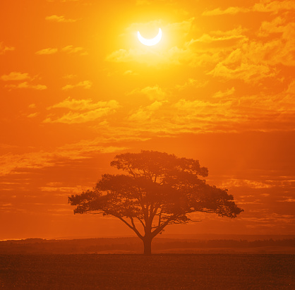 The June 2021 Annular eclipse above a solitary tree in a rural landscape.