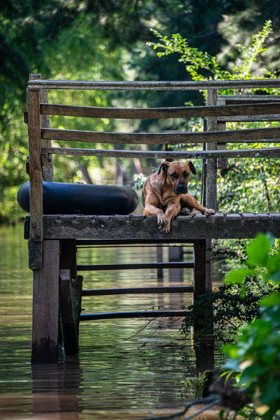 A dog looks at the camera from a dock on the river amid the foliage in the Delta de Tigre, Buenos Aires, Argentina.