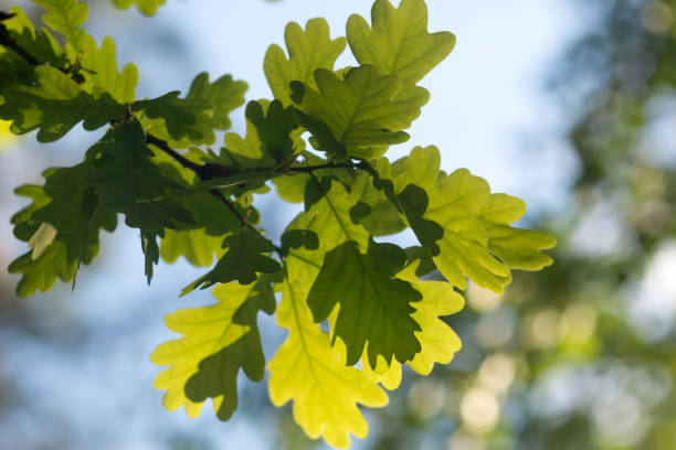 istock young oak leaves on branch closeup selective focus 1322949491
