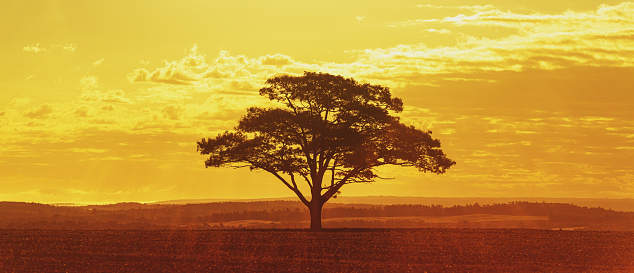 A solitary tree in early morning golden light.
