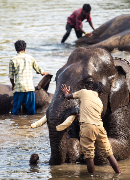 Coorg,Karnataka, India, February 16, 2019. Elephant Bathing At Elephant Camp Dubare Near Coorg Karnataka