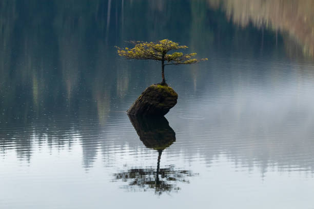 istock Raindrops On Fairy Lake 1322954809